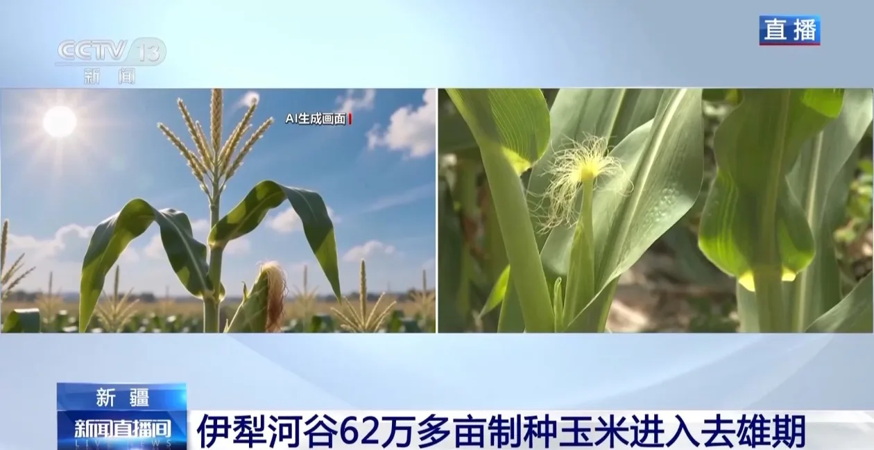 田间地头显身手 看机器人如何高效作业