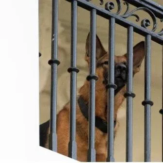 西班牙宠物数量超2000万：新动物福利法实施，违规最高罚款20万欧元